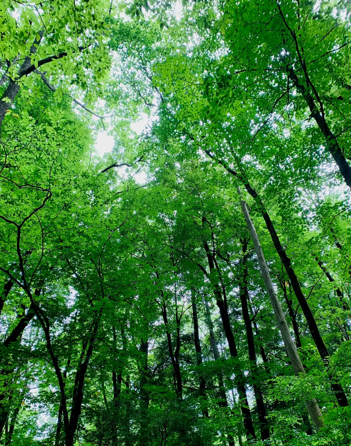 Sunlight filtering through a lush green forest canopy, viewed looking up among the trees.